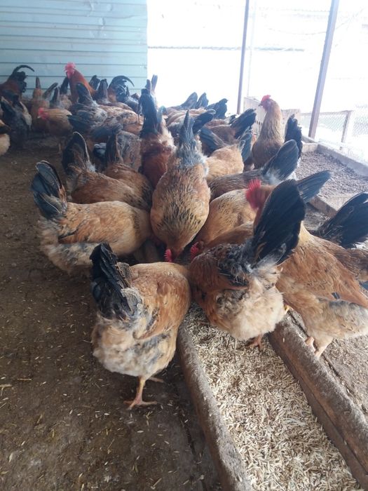 Инкубационое яйцо кученской