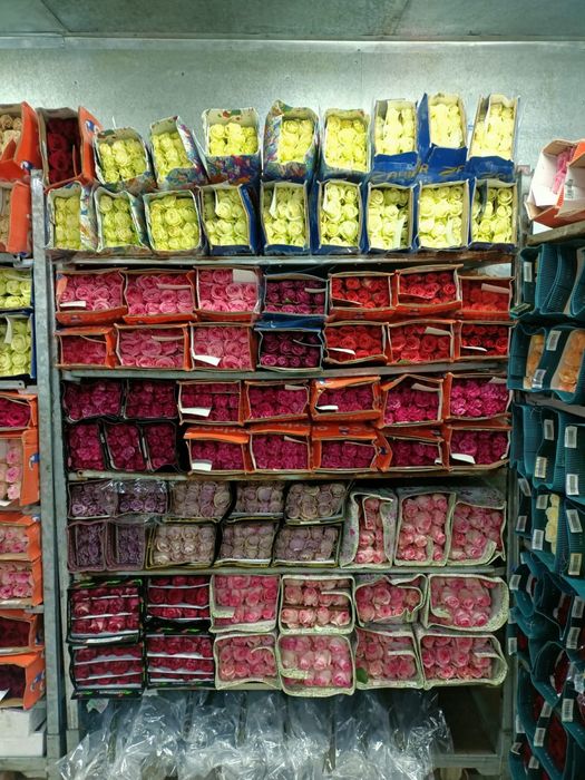 Розы пионы оптом