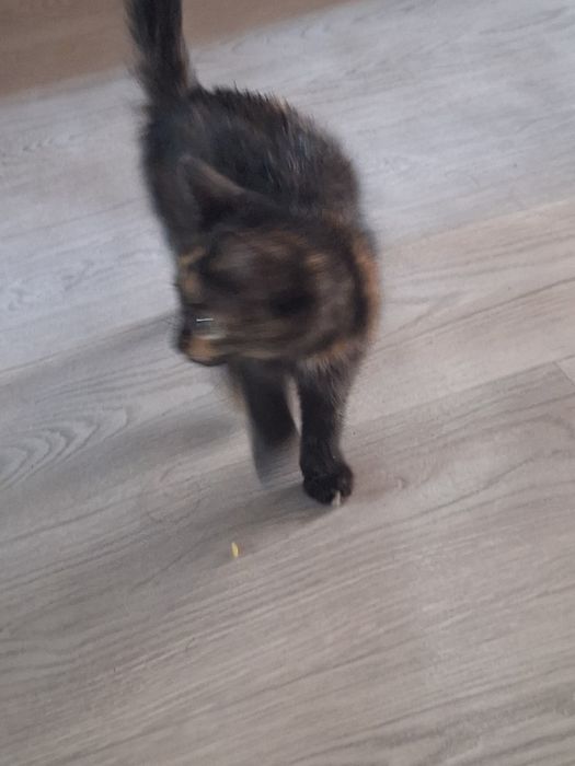 Котята девочки 2 месяца