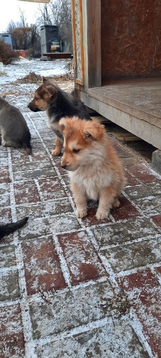 Щенят отдам в добрые руки!