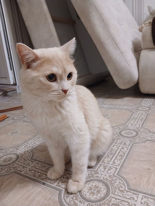 Отдам кота в хорошие руки.