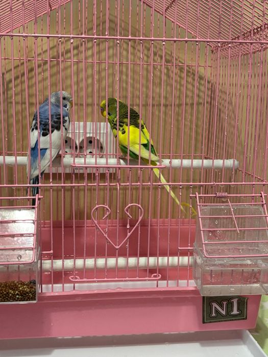 Продам попугаев  мальчик и девочка