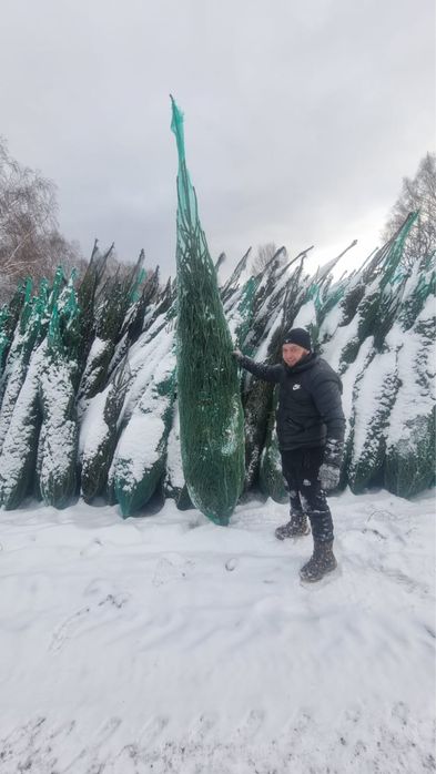 Елки новогодние