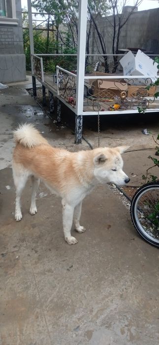 Акита ину (кобель)