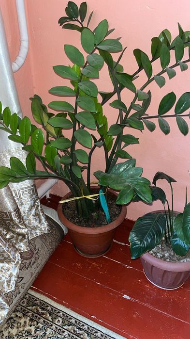 Цветый разный цену договоримся