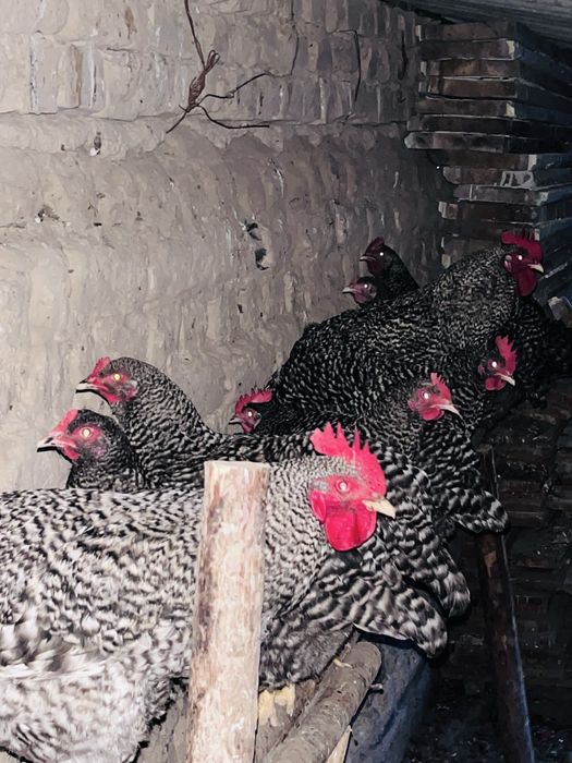 Амрокс тауықтың жұмыртқасы сатылады