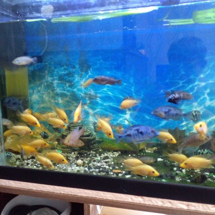 Продам рыбок цехлид  цетрон