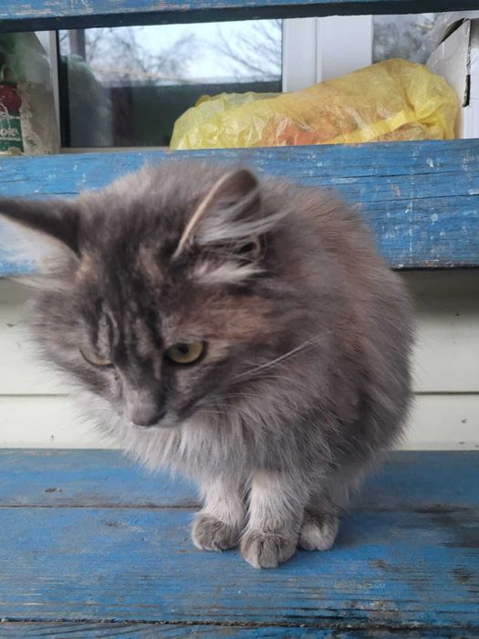 Отдам даром кошечку