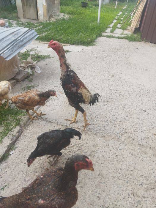 Продам бойцового питуха