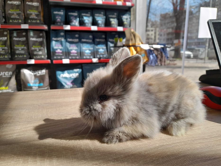 Декоративни мини зайчета