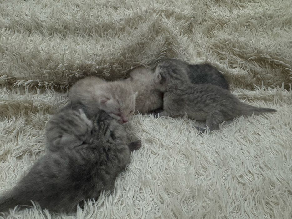 Бронь котят шотландских