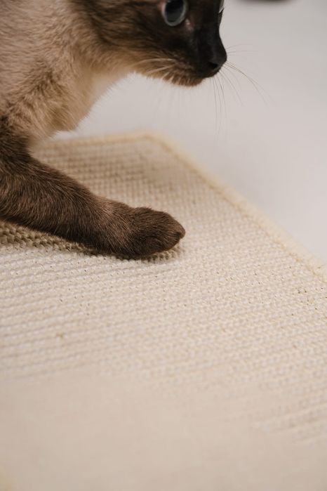 Настенные полки для кошек