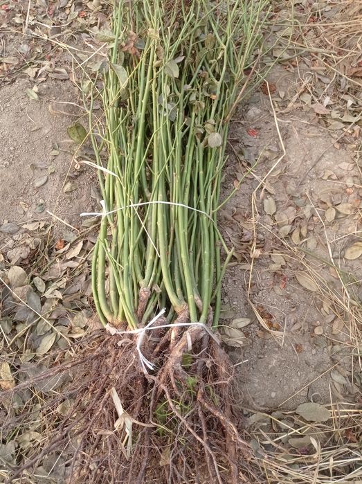 Atirgullar ishonchlik