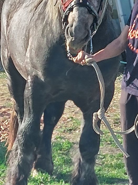 Armăsar sur de montă.armăsaru este cu genetică bună!