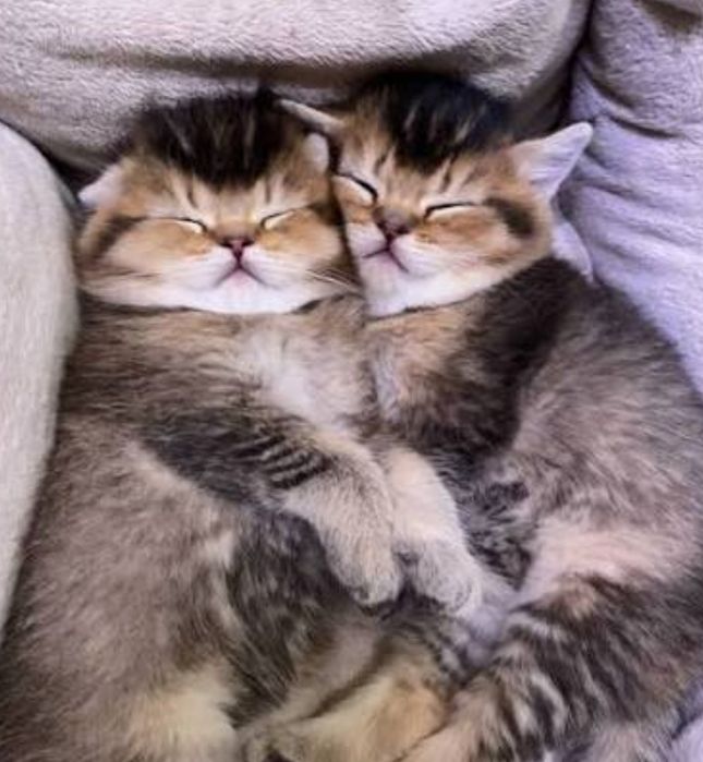 Котята Дикого окраса ny25