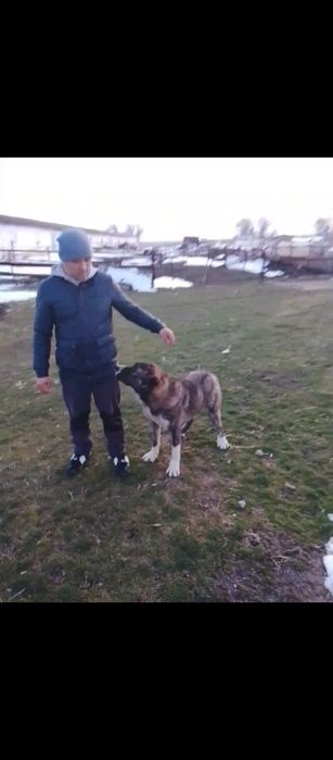 Собака алабай 1-год