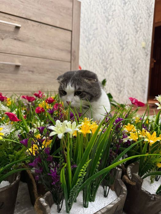 Отдам кота в хорошие руки