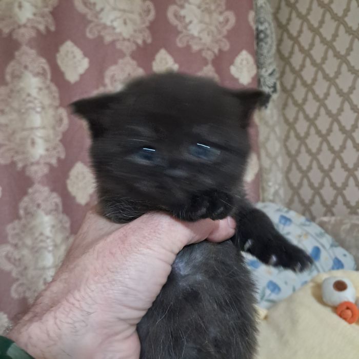 Продам котят британцы