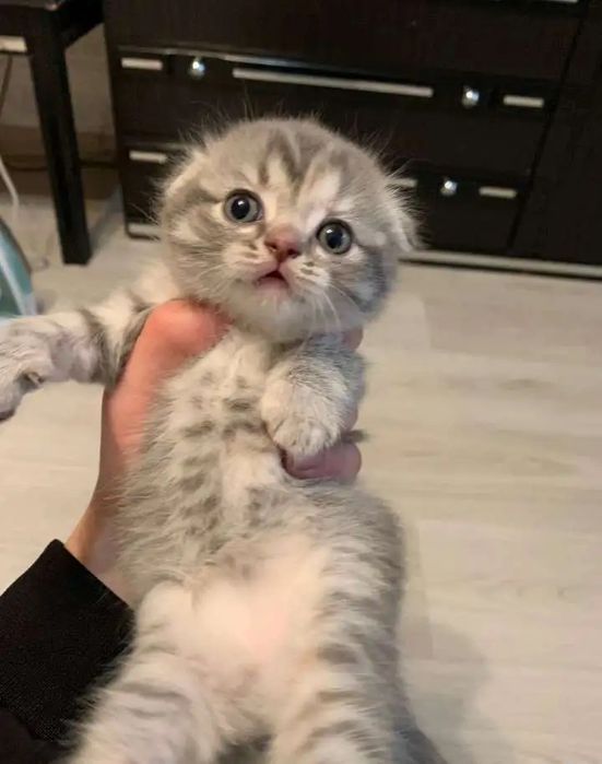 Серебристенькие Котята