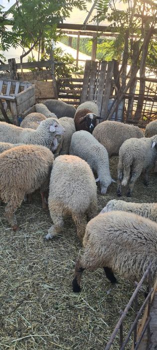 Vând miei crescuți acasa,pe stabulatie