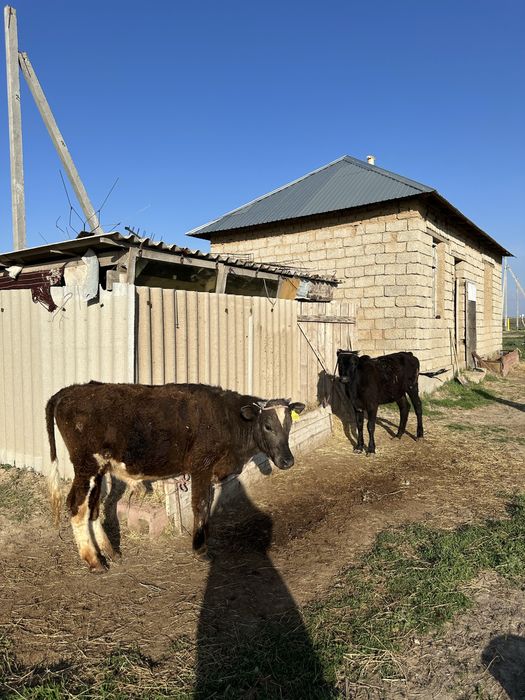 Бұзау сатылады Шымкент срочно