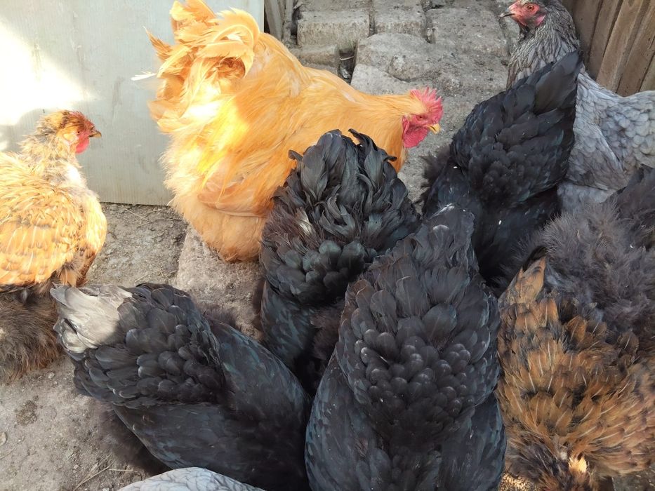 Ouă Brahma lemon si potirnichiu