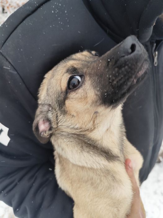 Щенок девочка 3 месяца привитая ищет дом