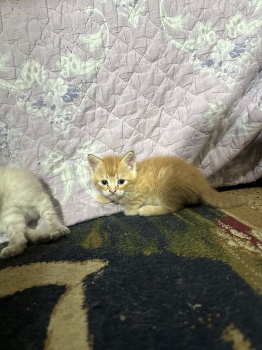 Продаются котята