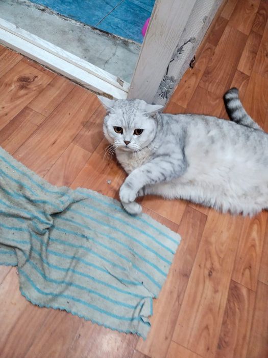 отдам кота в добрые руки, БЕСПЛАТНО