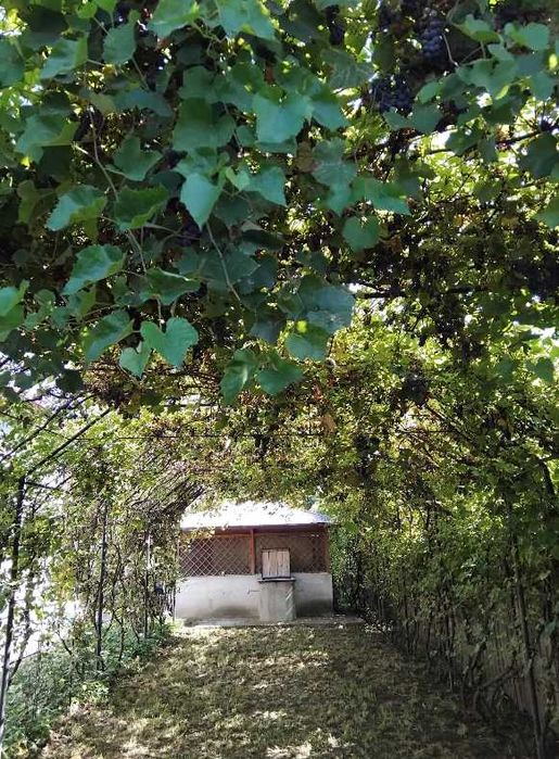 Casa P+M de vanzare in comuna Alexandru Ioan Cuza judetul Iasi