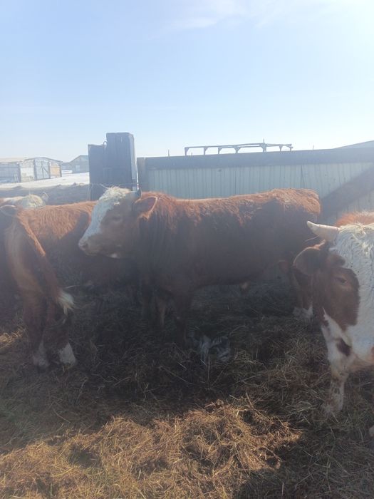 Продам бычков 15 голов