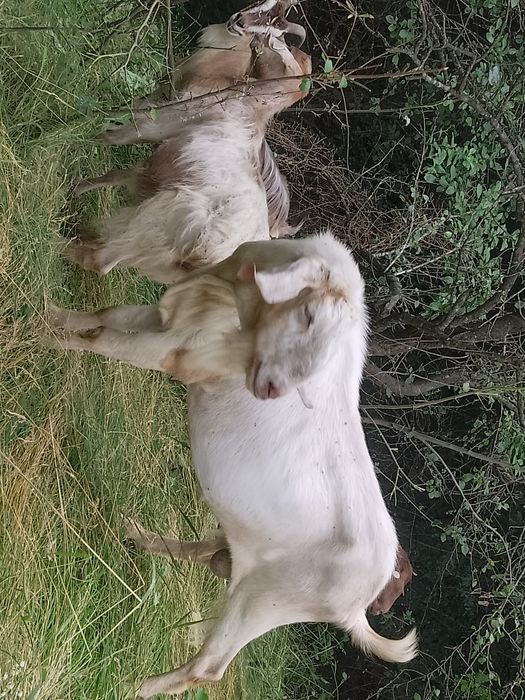 Vând țap anglonubian