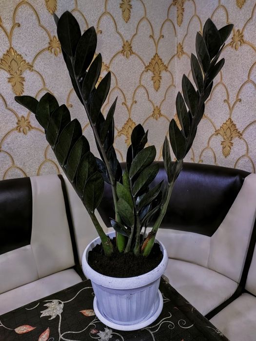 Комнатные растения. Доставка