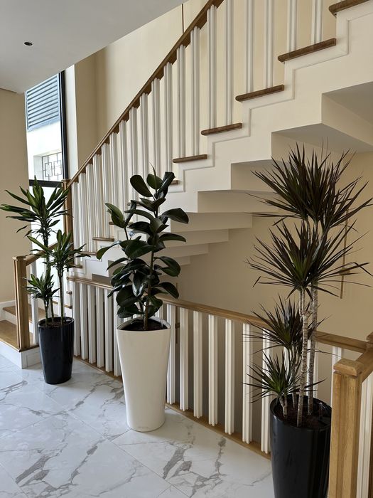 Скидка! Драцена для офисов ресторанов и домов