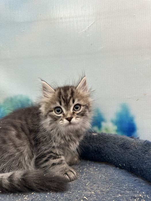 котята и мама кошка