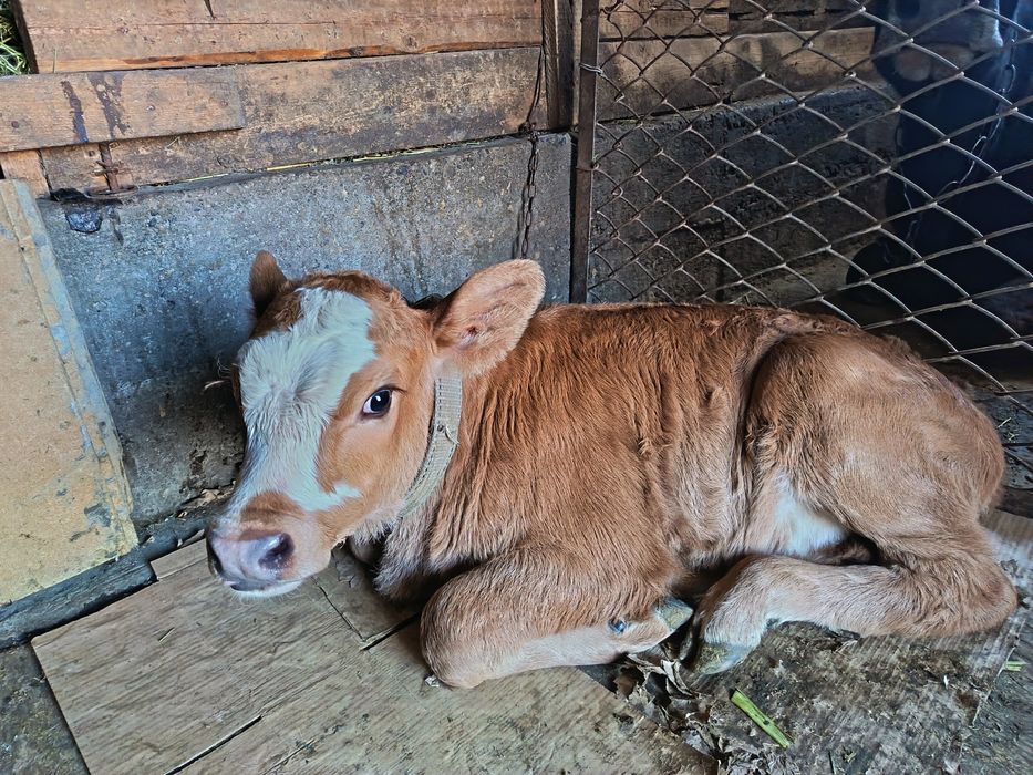 Продаётся телёнок Бұзау сатылады