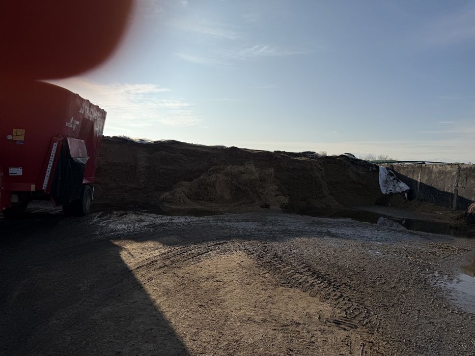 Porumb siloz 2024 si 2025