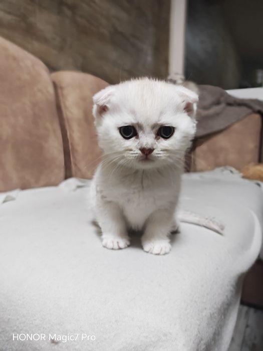 Клепоухи и правоухи сребърни чинчили