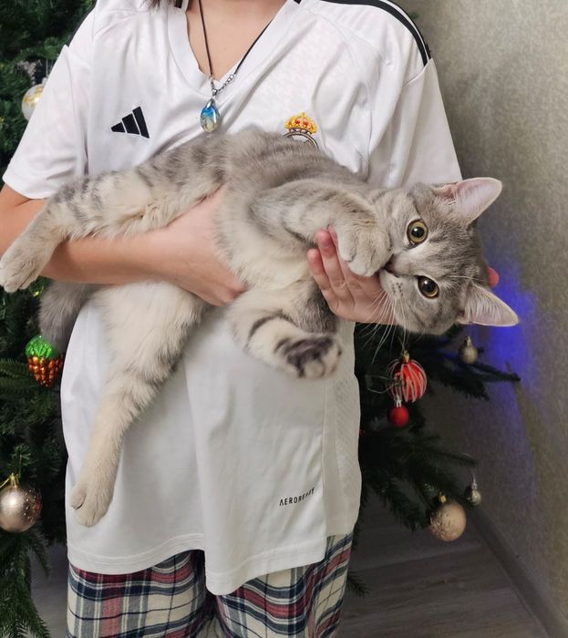 Кошечка Моника Белуччи ищет дом