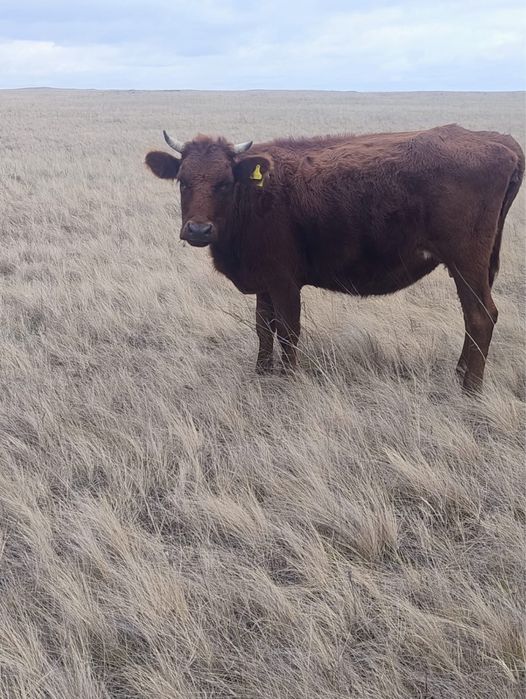 Продам корова с теленкам подсос