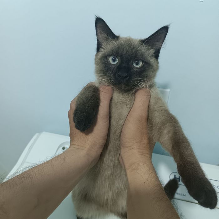 Сиамская кошка..