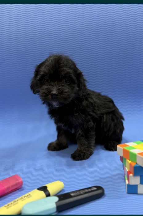 Щенки Мальтипу ф 1