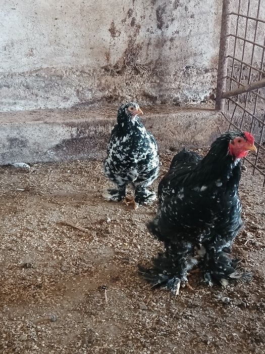 Pereche brahma NEGRU BOBAT
