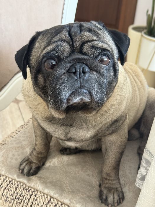 mops pops для вязки
