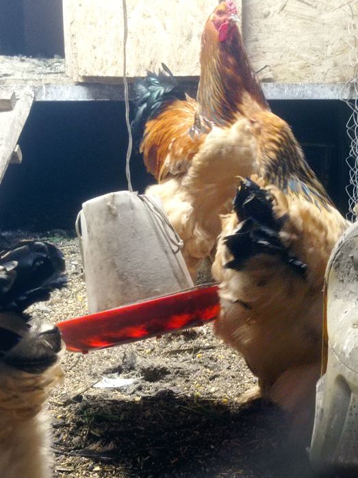 Инкубационные яйца палевых брам