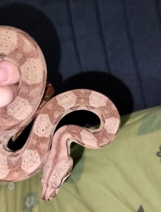 Императорский удав