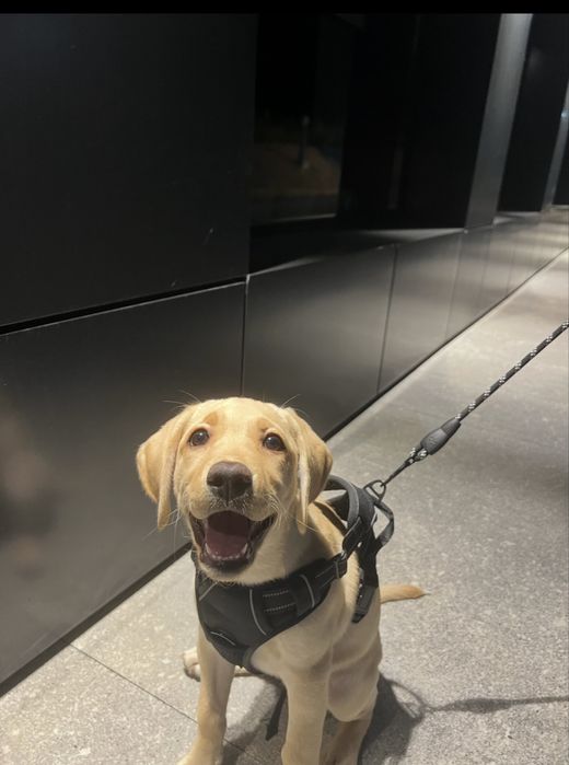 Лабрадор в добрые руки