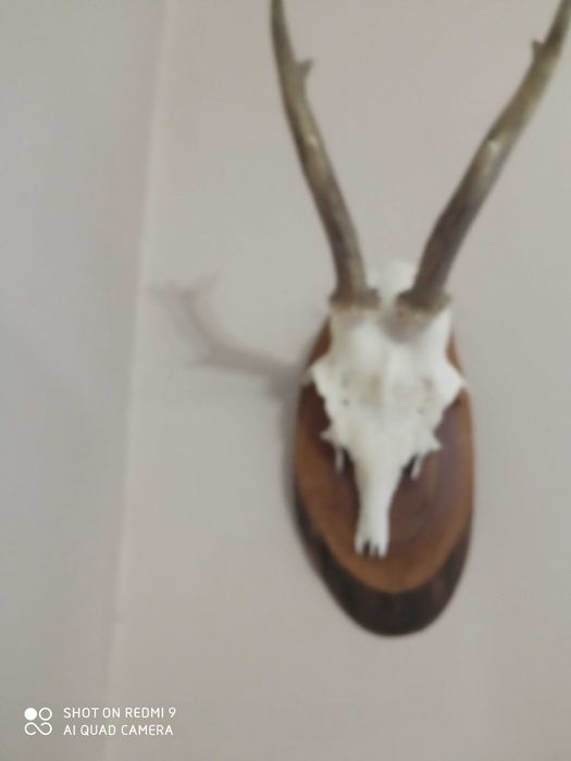 Трофей - рога от сръндак