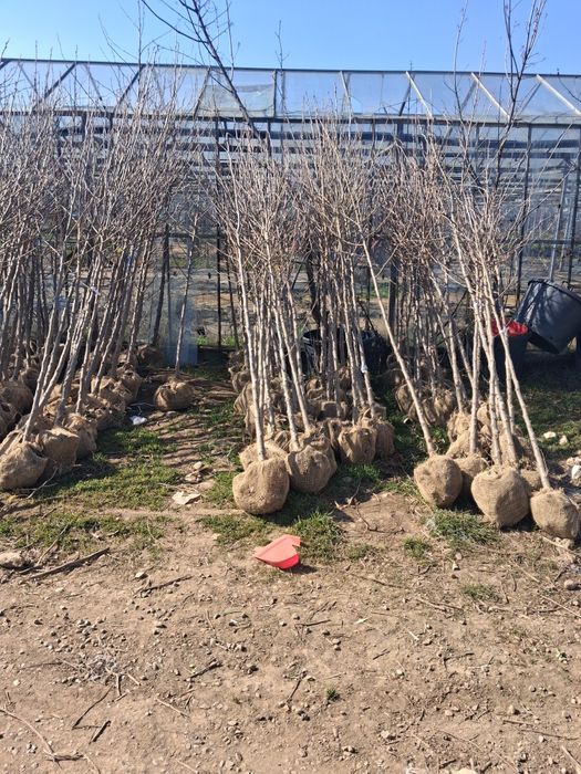 Amenajez spați verzi leyladi