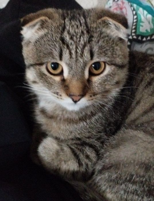 Веслоухий котик, на втором фото его отец